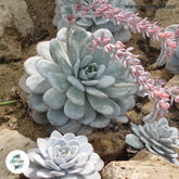 Echeveria laui / 40 seeds